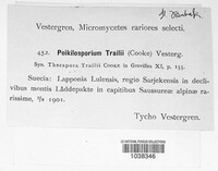 Thecaphora trailii image
